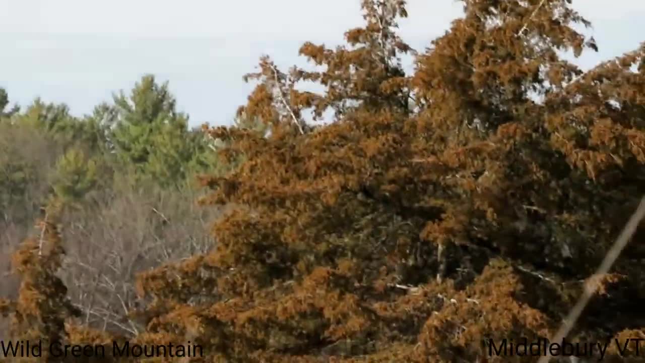 Harrier Chasing Crow - Middlebury VT