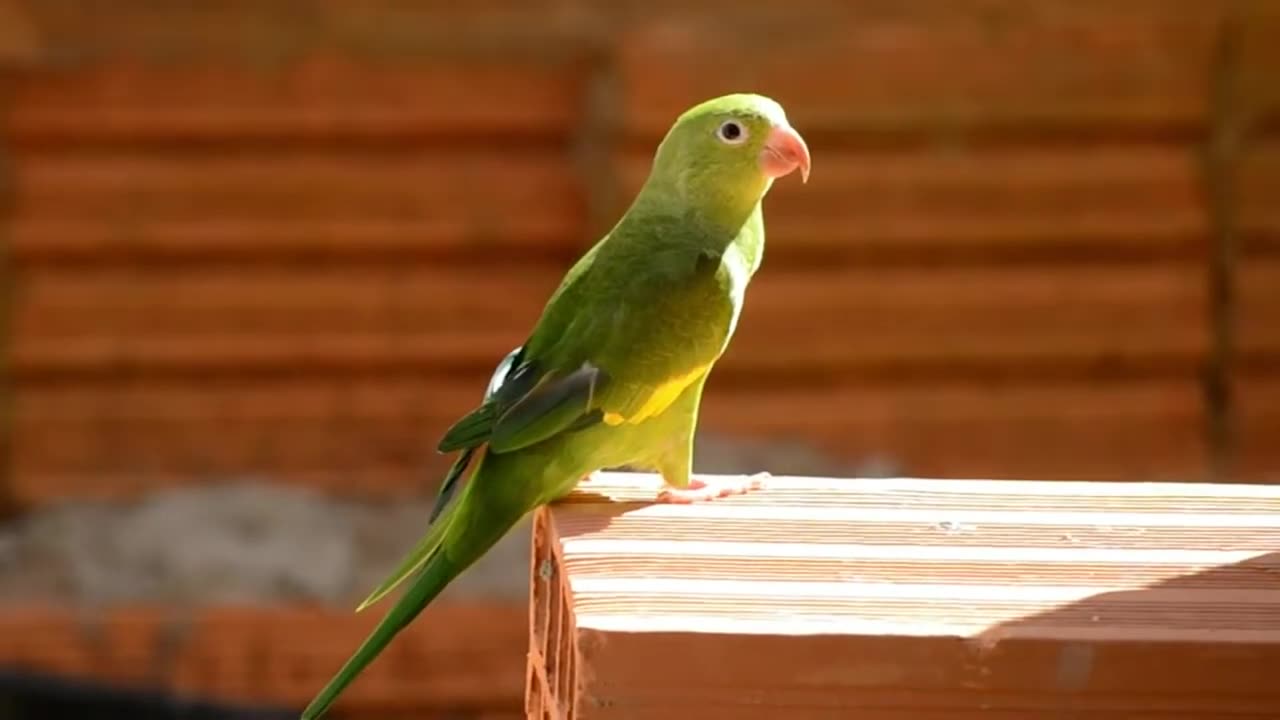 Nature Views Through Birds Chirping