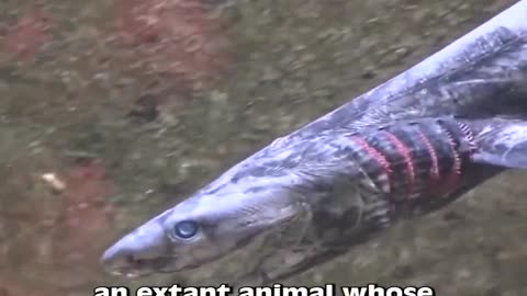 Terrifying and Mysterious The Incredible Frilled Shark