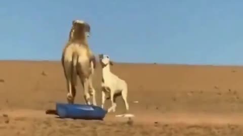 Donkey Vs Camel
