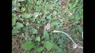 Small Brilliance Maiden Pink June 2021