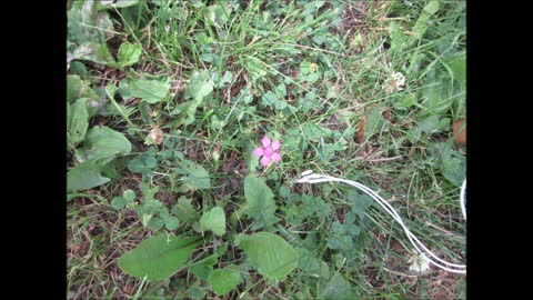 Small Brilliance Maiden Pink June 2021