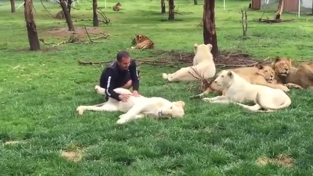 Tiger Saves Man From A Leopard Attack_Cut