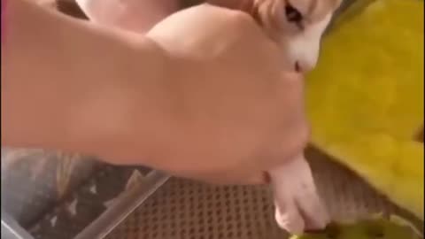 Funny Cat videos 🤣🤣🤣🤣🤣