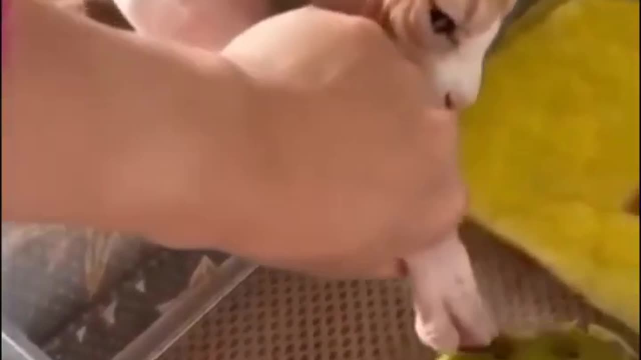 Funny Cat videos 🤣🤣🤣🤣🤣