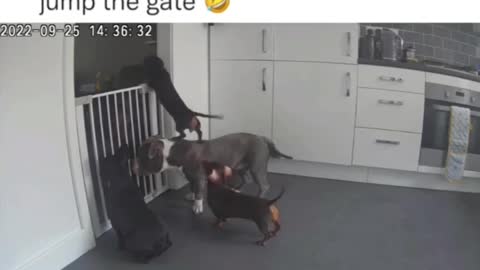 Dog lover
