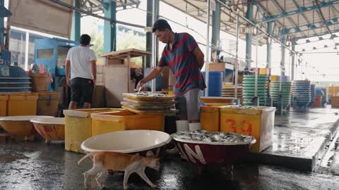 Long Shot of Man Throwing Fish