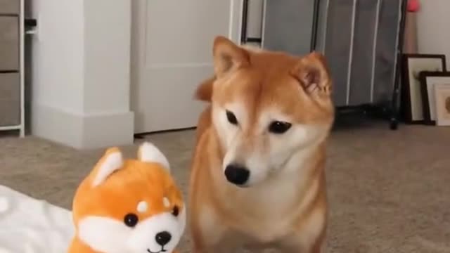 the dogs reaction tho 🤣