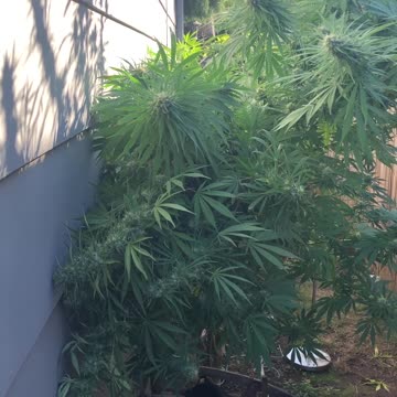 Video Schedule adjustments for harvest