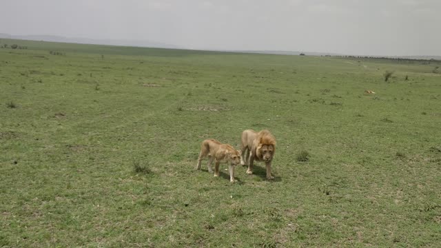 Video of a Lion and a Cub Walking