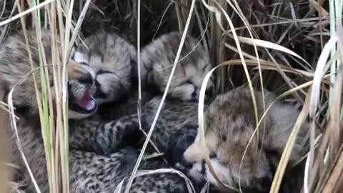 Leopard cubs born in India #animal #beauty #nature