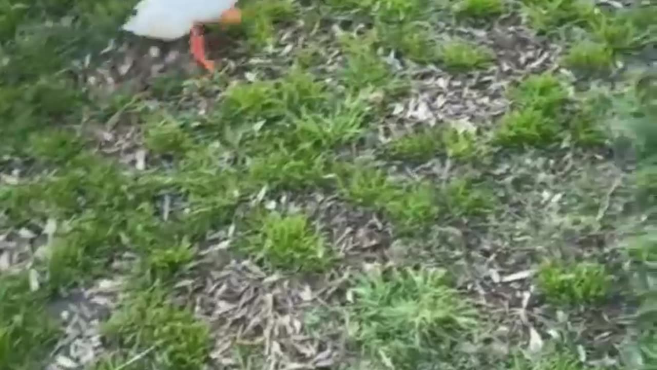 Funny animals 😄hub, funny animals,🤣, funny animals dancing 💃😄, funny animals fighting 😄