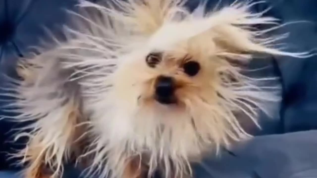 Funny animal videos