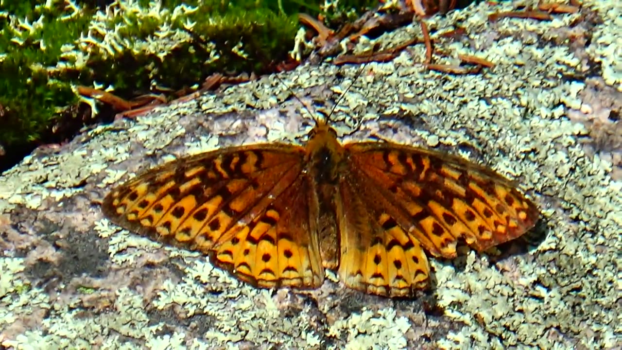 Fritillary Butterfly