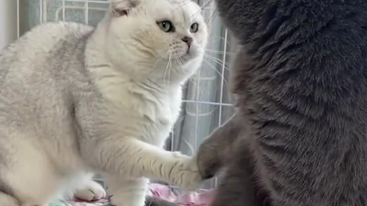 Funny cat