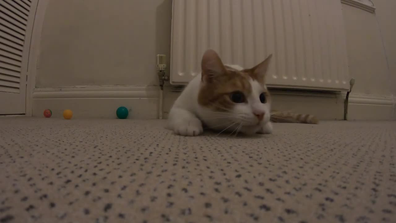 Cat In Predator Mode😺