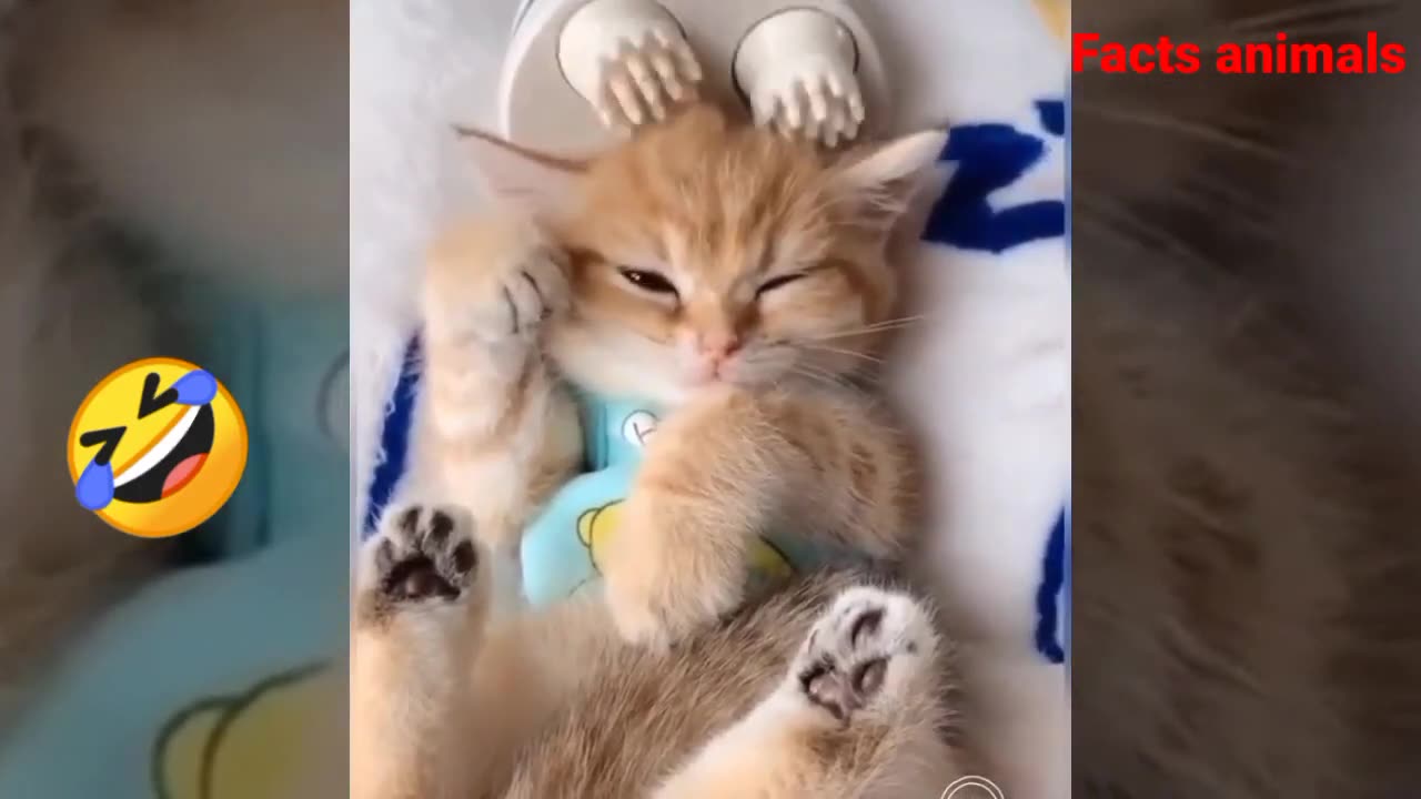 Baby cat cute and funniest