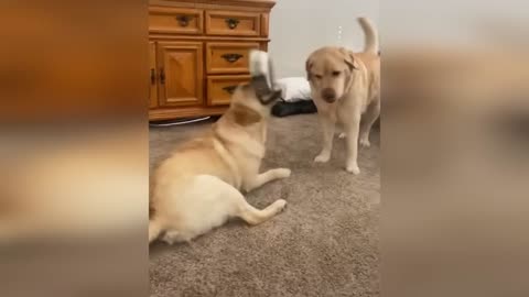Funniest Cats And Dogs Videos - Best Funny Animal Ever