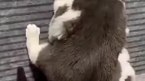 Cat funny video