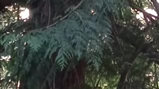 Piliated Woodpecker