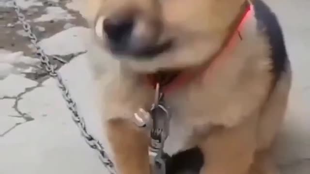 Cute Puppy