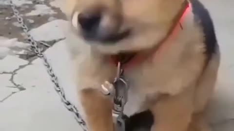 Cute Puppy