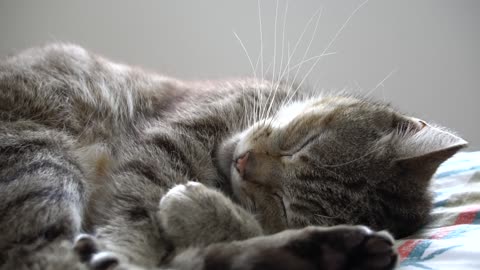 Cute cat sleeping