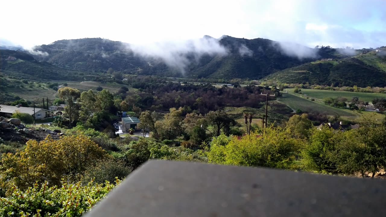 Coastal fog over vineyards