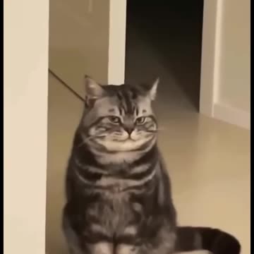 Funny and Cute Cats