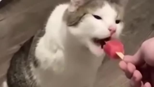 Funniest Cat And Dogs 😂 Funny Animal Videos 2022