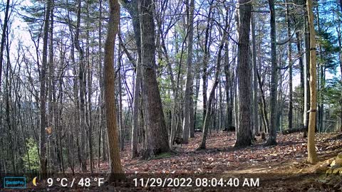 The Woods – 11/29/2022