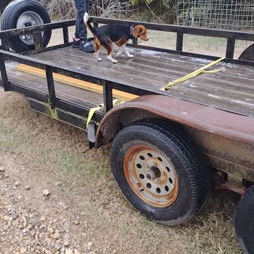 Beagle plays on frozen trailer