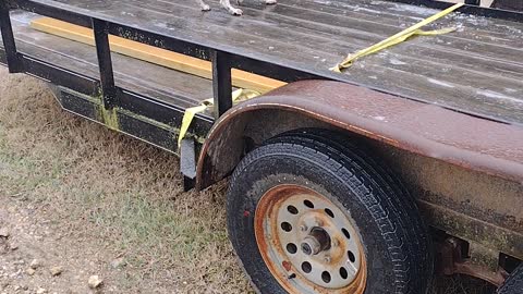 Beagle plays on frozen trailer