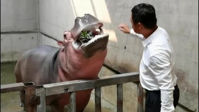 A hippopotamus