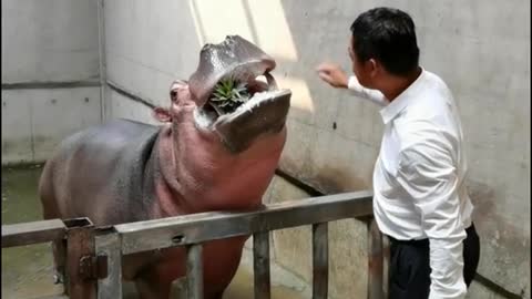 A hippopotamus