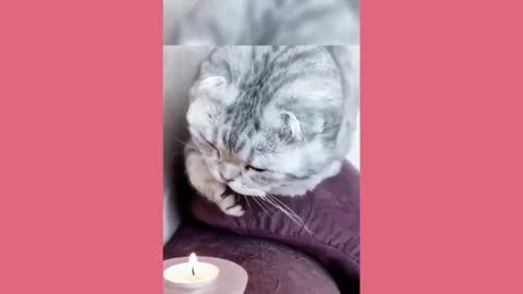 Funny animals