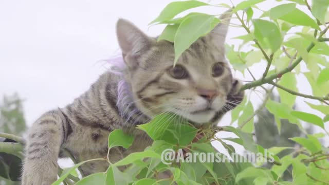 The Ultimate Animal Vine Compilation