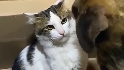 "Sugar and Spice: A Delightful Kitten and Dog Duo's Playful Bond"