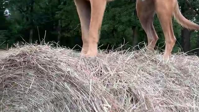 Dogs Jumping hay bales