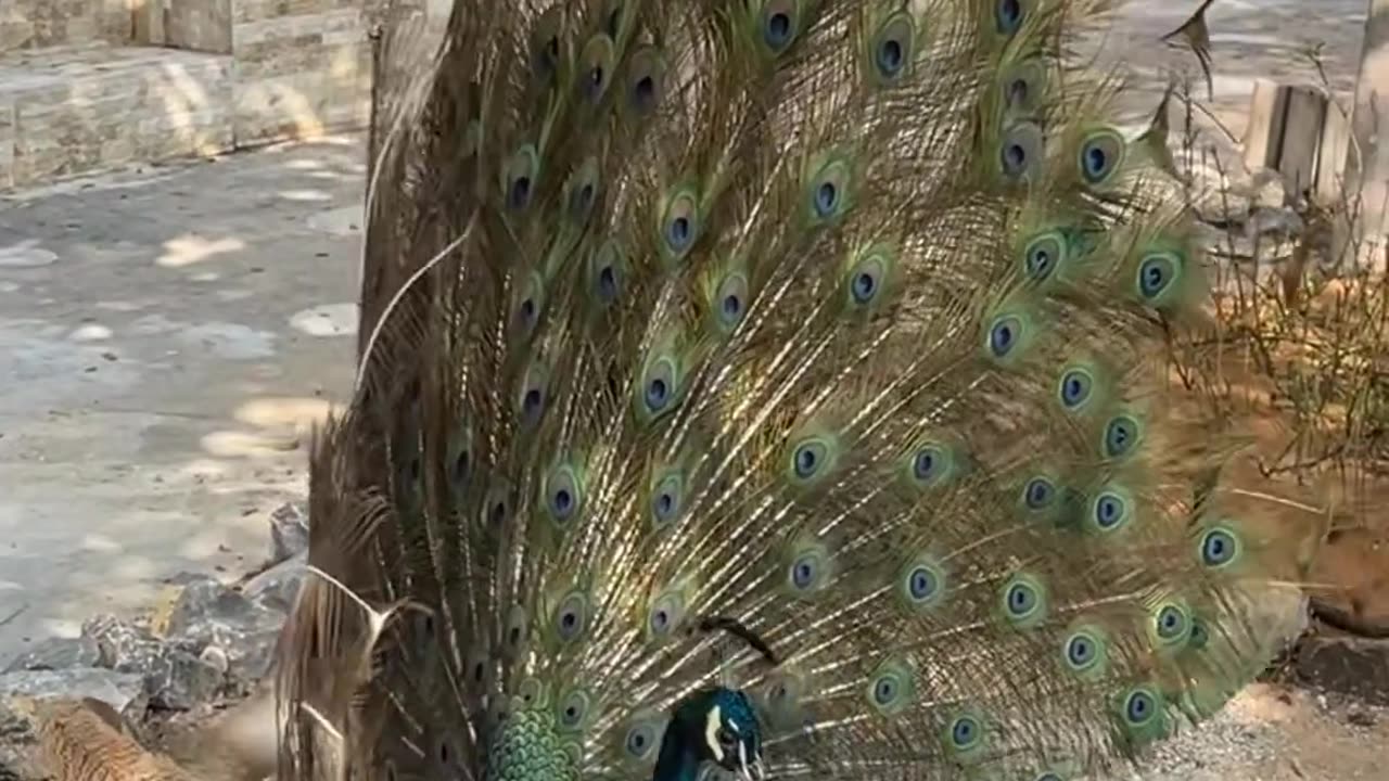 New Entertainment Continue Video