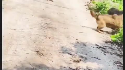 One Hero Dog Against Gangster