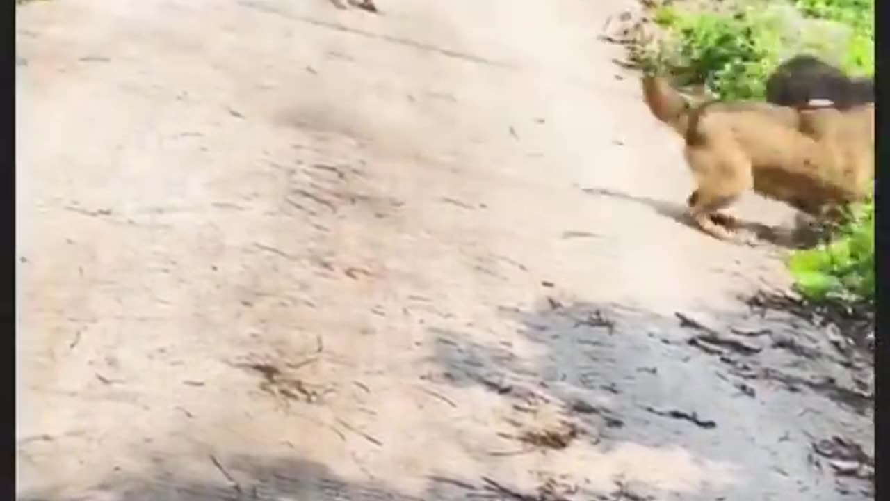 One Hero Dog Against Gangster