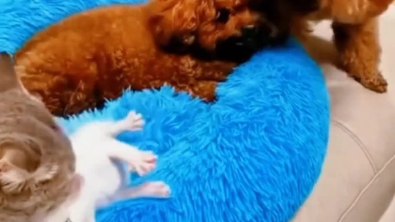 Cute White kitten, Cat and Dabbu. Funny dubbing