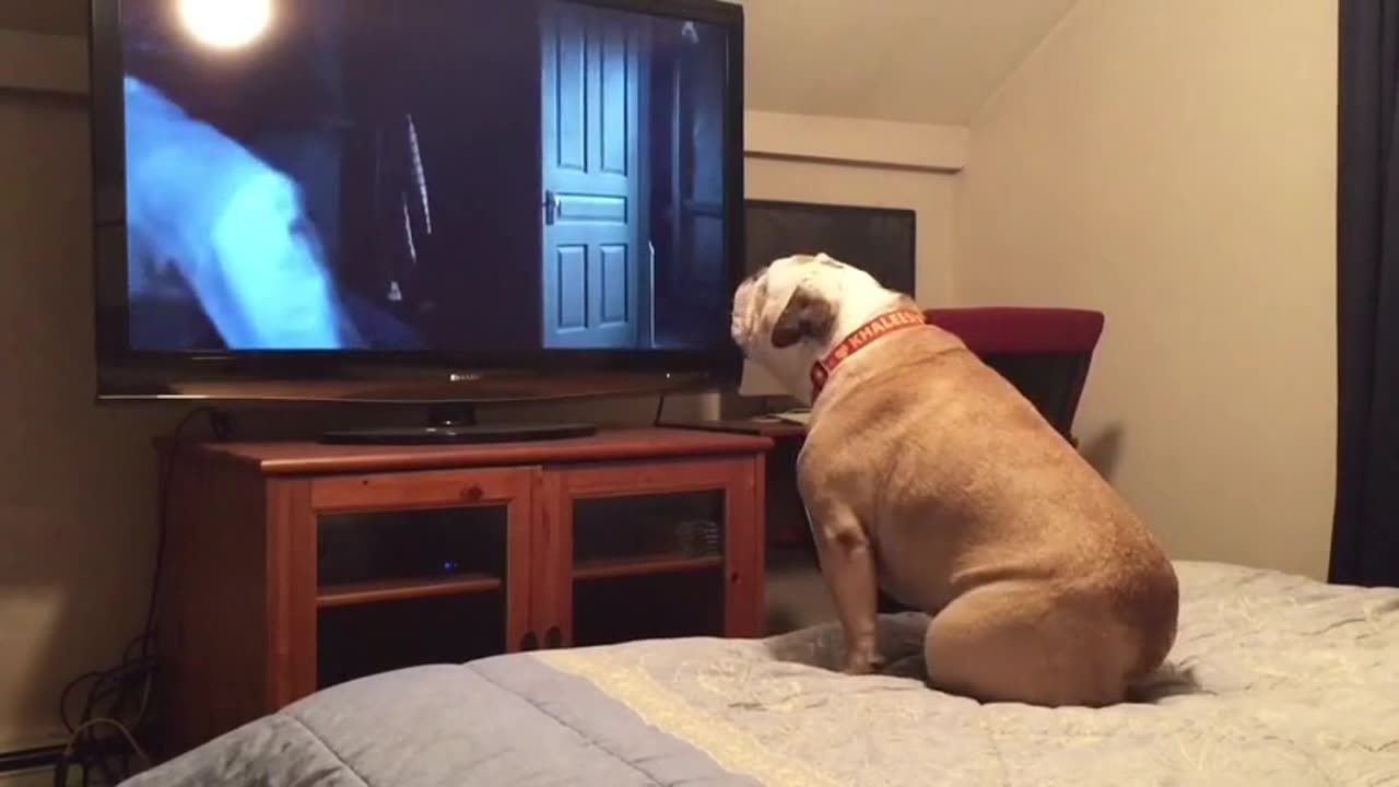 Bulldog watches horror movie, does something incredible during scary scene