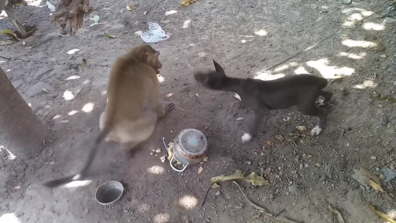 Dog and Monkey real fight