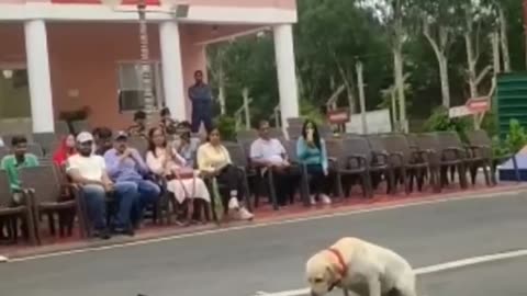 Dog training video Indian army 🐕🐶🐕😍