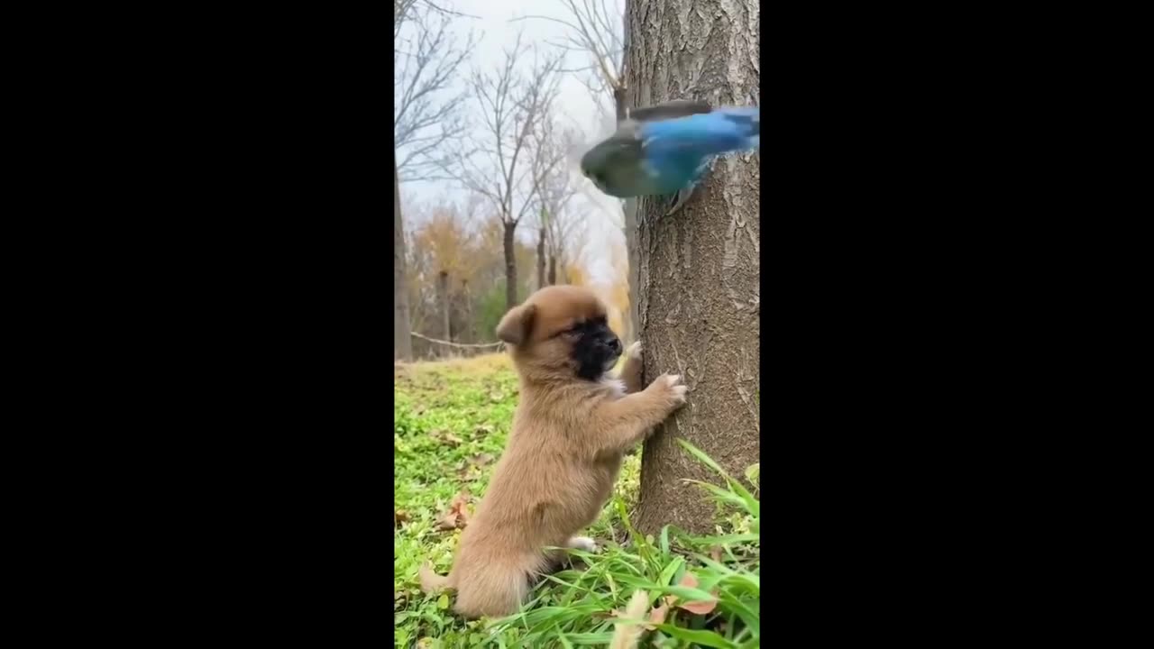 Watch Till End, Parrot, Parrot baby & Puppy #shorts #viral #shortsvideo #video