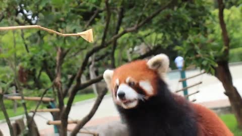 They say you can trap "a red panda with a piece of apple