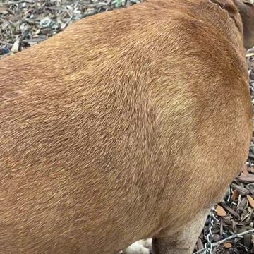 Yeah this is days before we bought the van that killed him