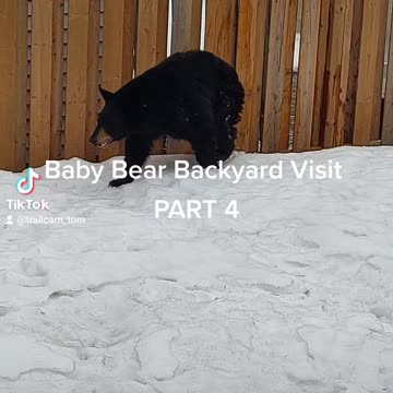 BABY BEAR BACKYARD VISIT